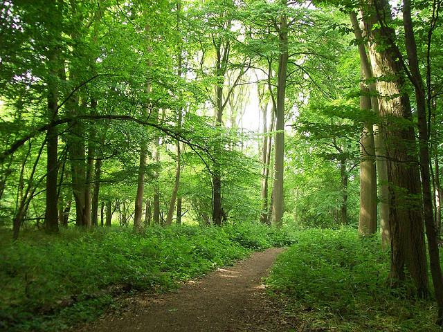 Brooches Wood, Stevenage