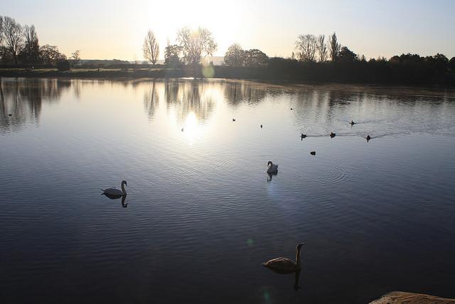 Dawn at Coate 2