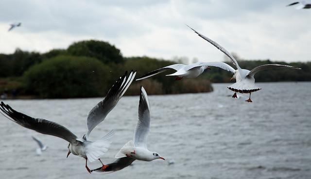 Gull flight