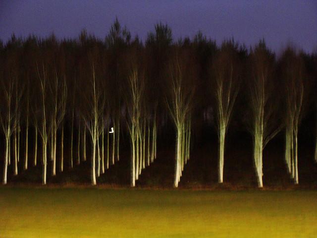 McLaren trees