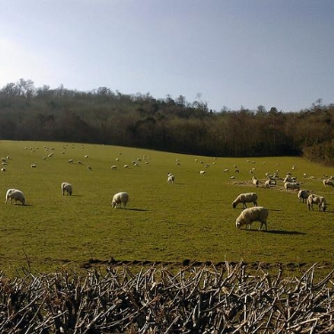 Leatherhead
